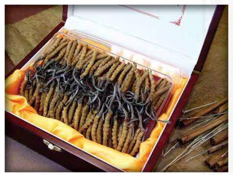 清镇冬虫夏草回收